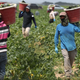 Farm workers harvest zucchini on the Sam Accursio & Son’s Farm on April 01, 2020 in Florida City, Florida.